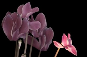 cyclamen