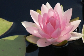 pinklily pinklily