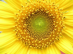 SunflowerSpirals