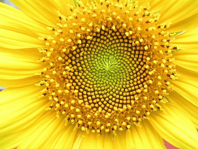 SunflowerSpirals SunflowerSpirals