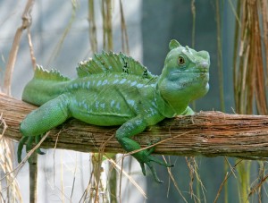 GreenBasiliskLizard