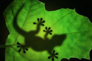 LizardSilhouetteLeaf