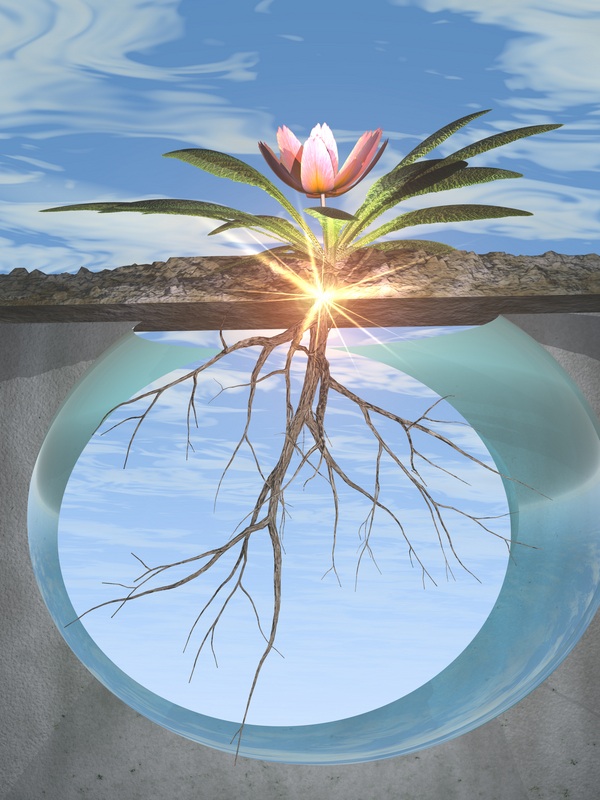 RootsandGrowth RootsandGrowth