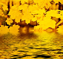 GoldMapleReflection GoldMapleReflection