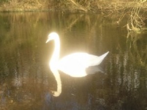 Swan