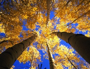 Yellow Forest Canopy Yellow Forest Canopy