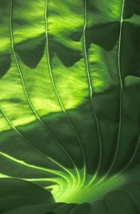 leaf