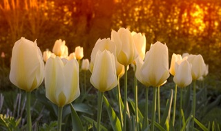 tulips_sunset tulips_sunset