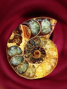 ShellFossil