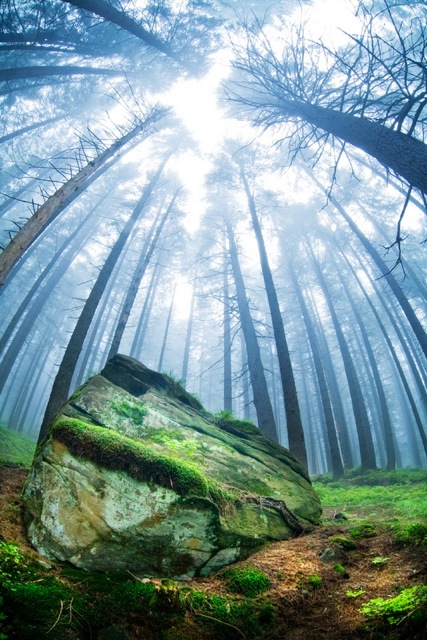 MagicForest