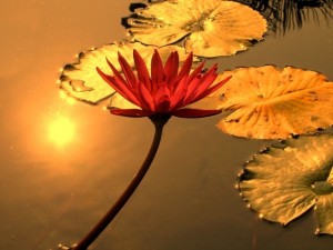 GoldLilyPad