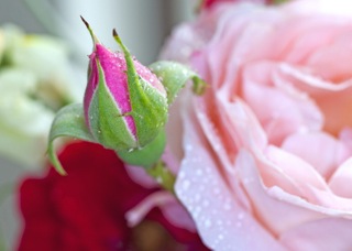 RosebudAndRose