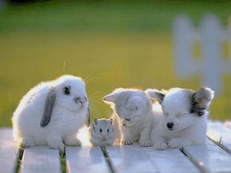 BunnyMouseKittenPuppy