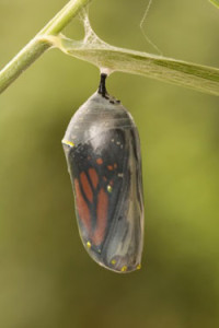 chrysalis